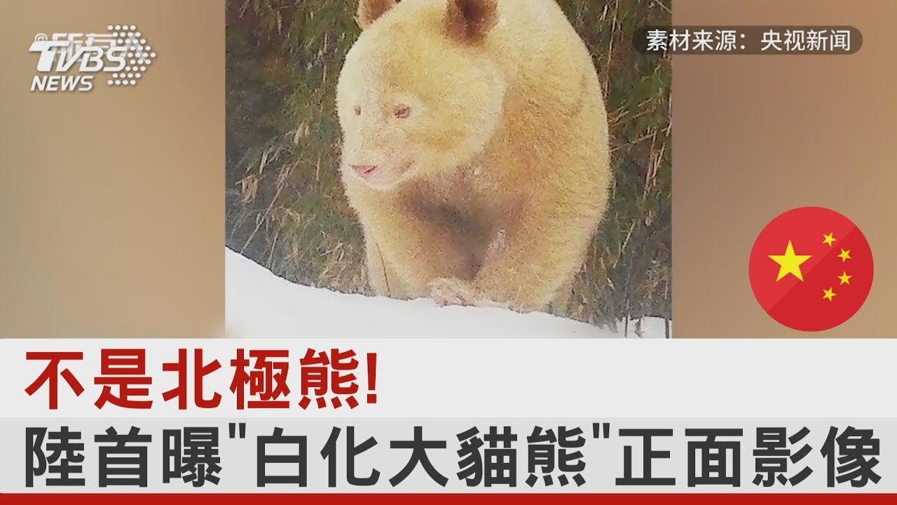 不是北極熊! 陸首曝「白化大貓熊」正面影像｜TVBS新聞