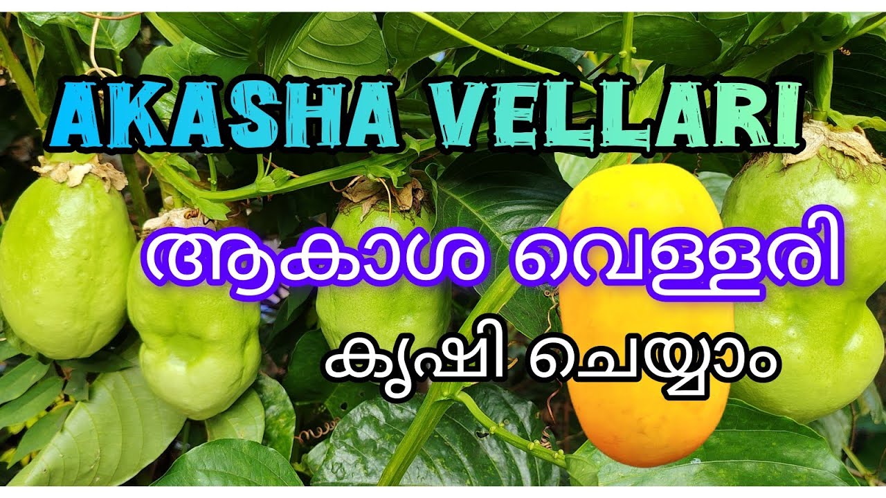 AKASHA VELLARI ആകാശ വെള്ളരി Raheem Tirur Ishtam ❤️🌹🌿🍅🍌🍓🕊️🦋🎨✏️✒️🖌️✍️🏍️📸