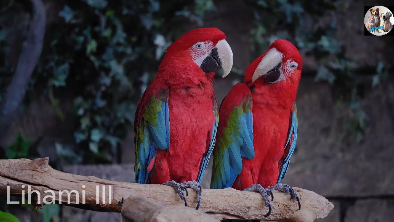 Animal World 4K:Relax with Music and Nature Sounds | Lihami 111