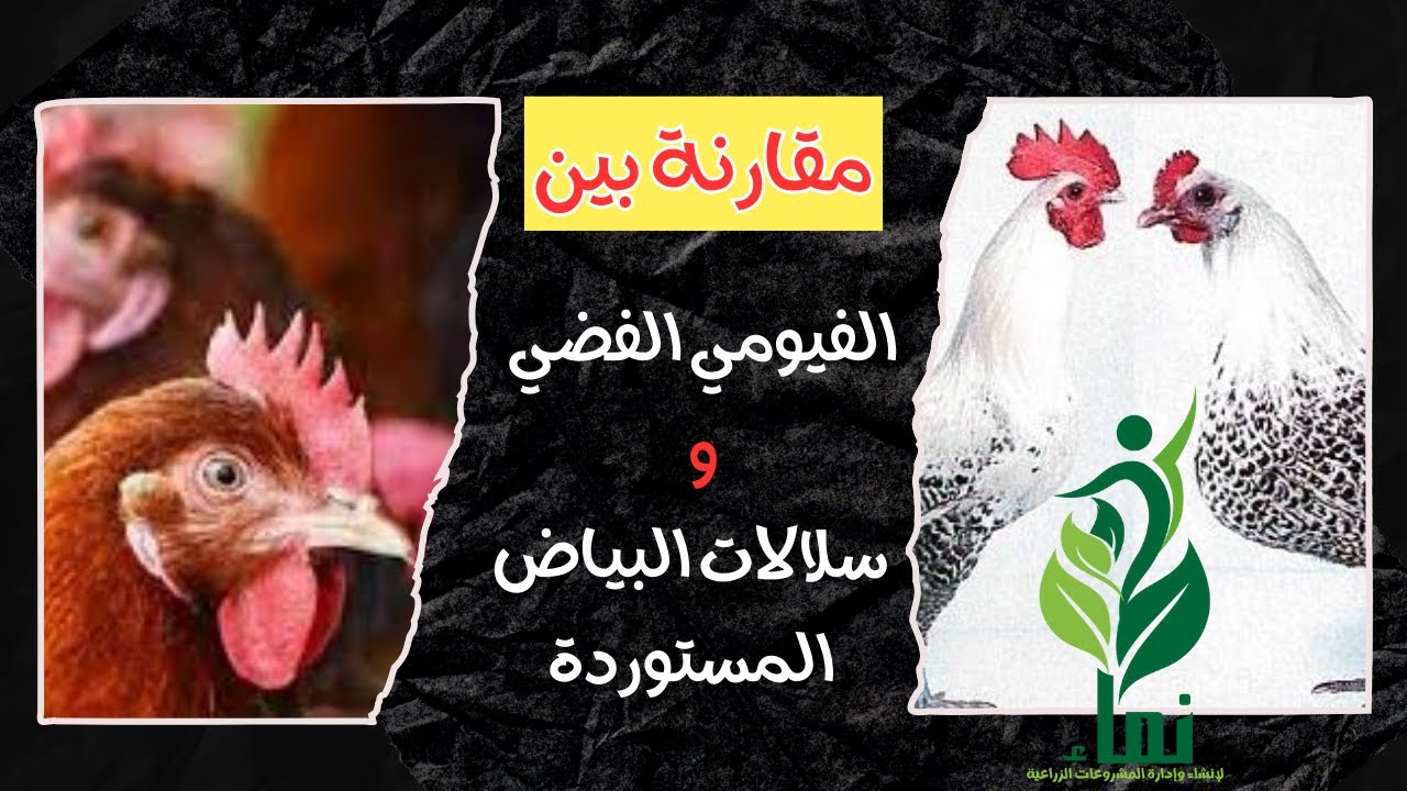مقارنة بين الفراخ الفيومي الفضي و سلالات البياض المستورده