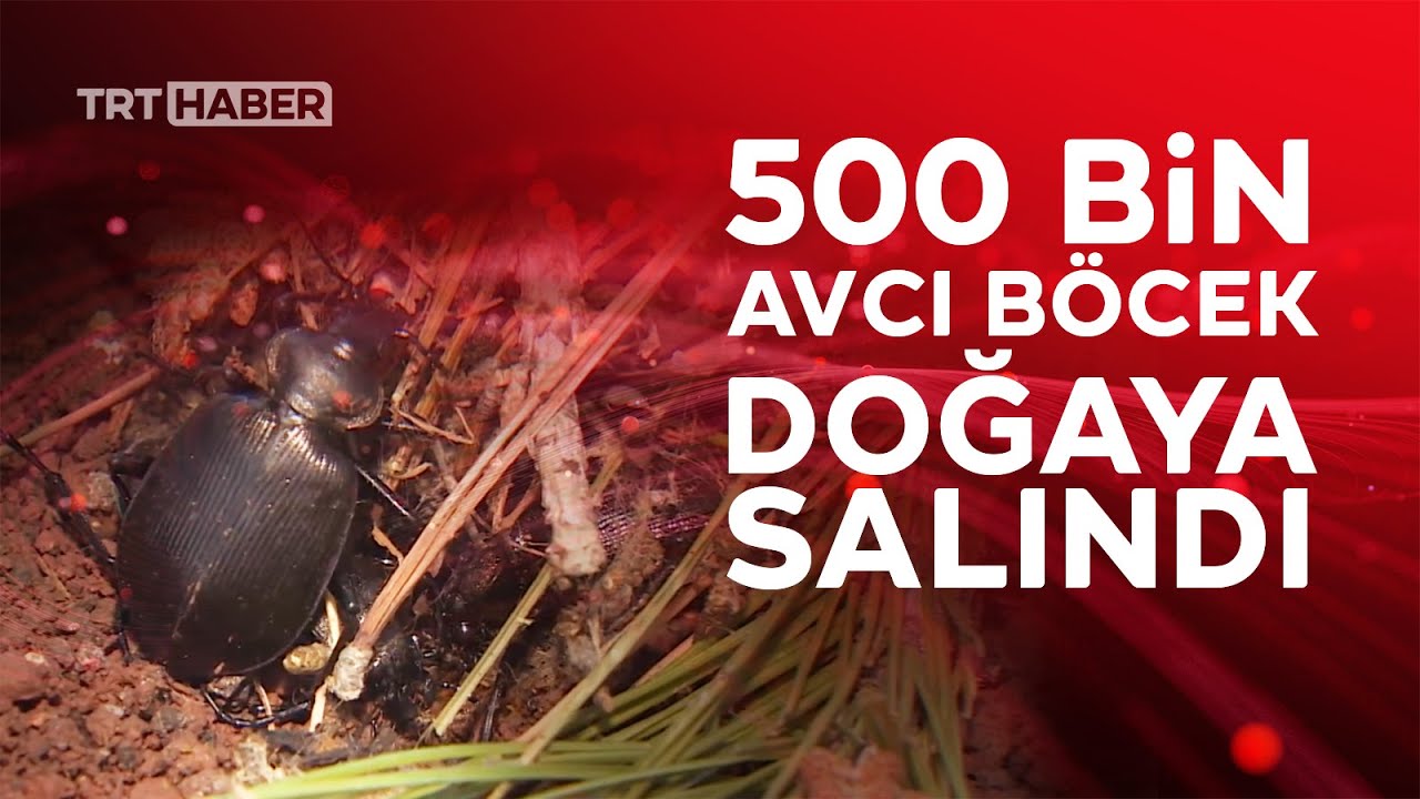 Çam ağaçlarına biyolojik kalkan: Avcı böcekler