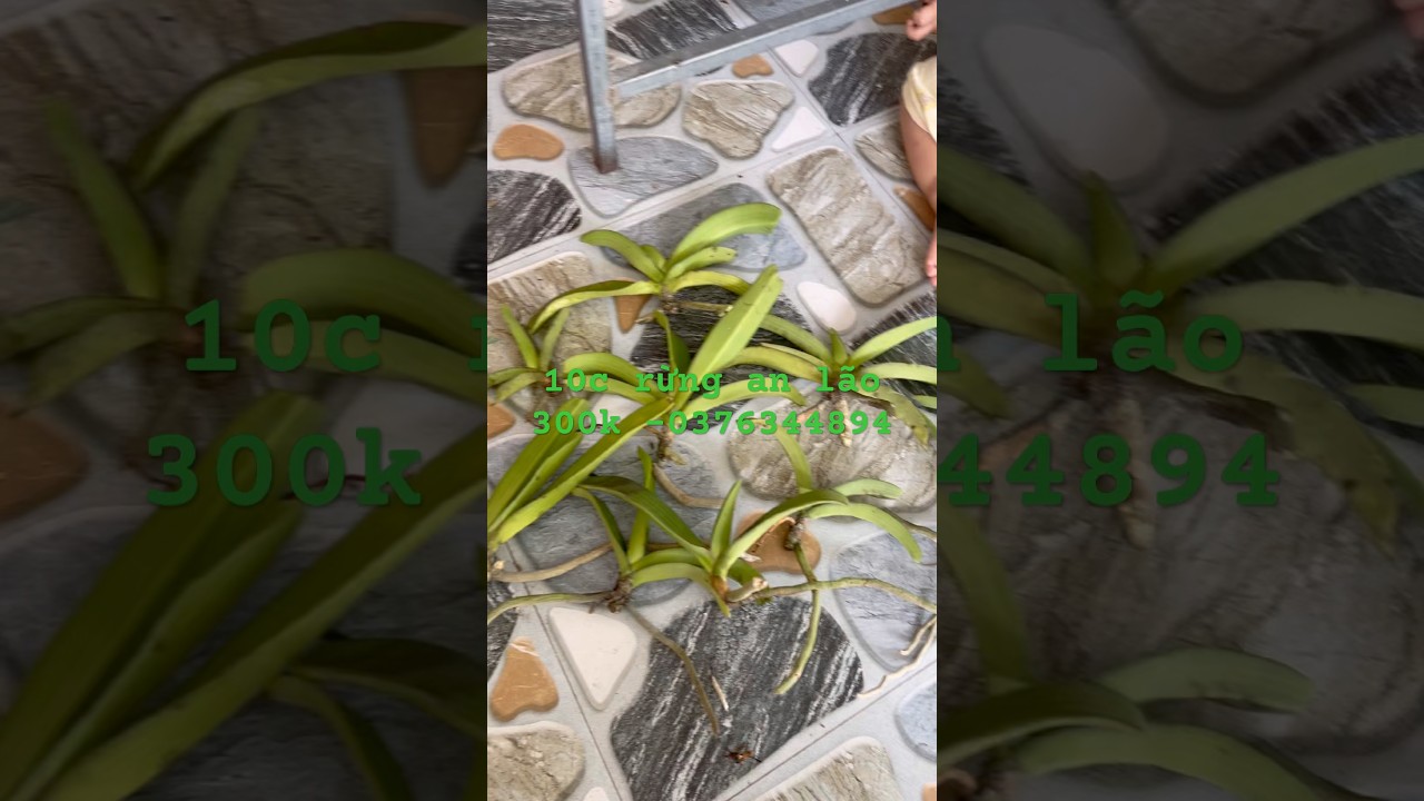 ngọc điểm an lão #shots #hoalandep #tintuc24h -#orchid #xh #shortvideo #hoalan #landotbien #lanvar