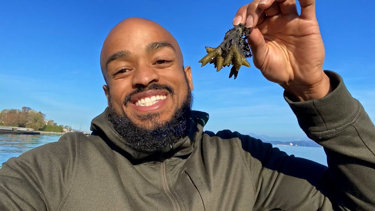 Bladderwrack 101: Benefits, 5 ways to use (Including Seamoss gel!!) & Live Harvest Footage!