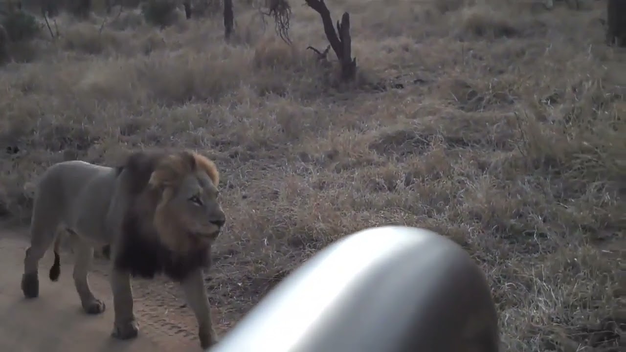 Kinky Tail On A Territorial Patrol