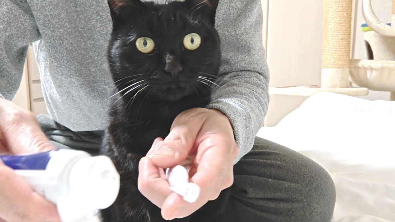 愛猫家の皆様、猫の歯磨きしてますか？(歯ブラシ編)