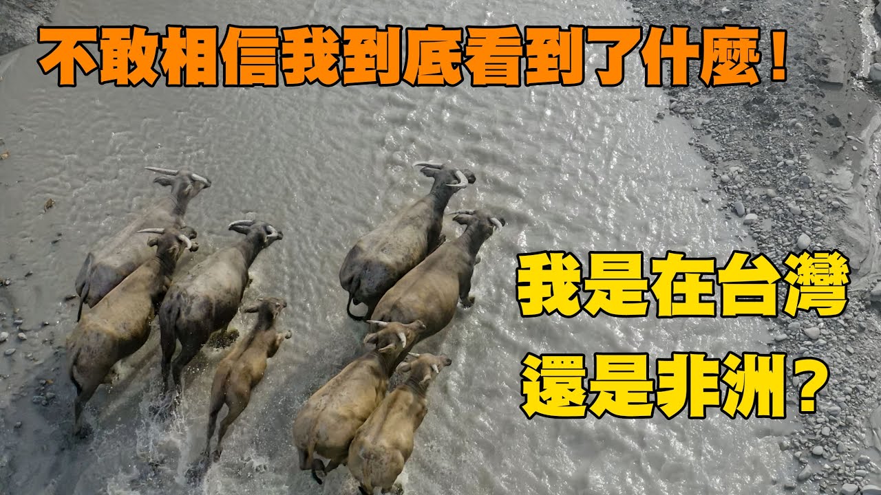 我的老天鵝啊😱河床有會追人的野生動物？住台灣8年，第一次遇到超大驚喜包!再次用衛星圖找一座湖，在溯溪途中遇到難以置信的事，這是在台灣還是在非洲!!!  | 探險台灣系列#13 Taiwan