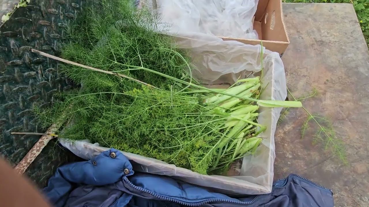 a day at our friends country house caccamo sicily tractor ride and picking wild fennel march 2026