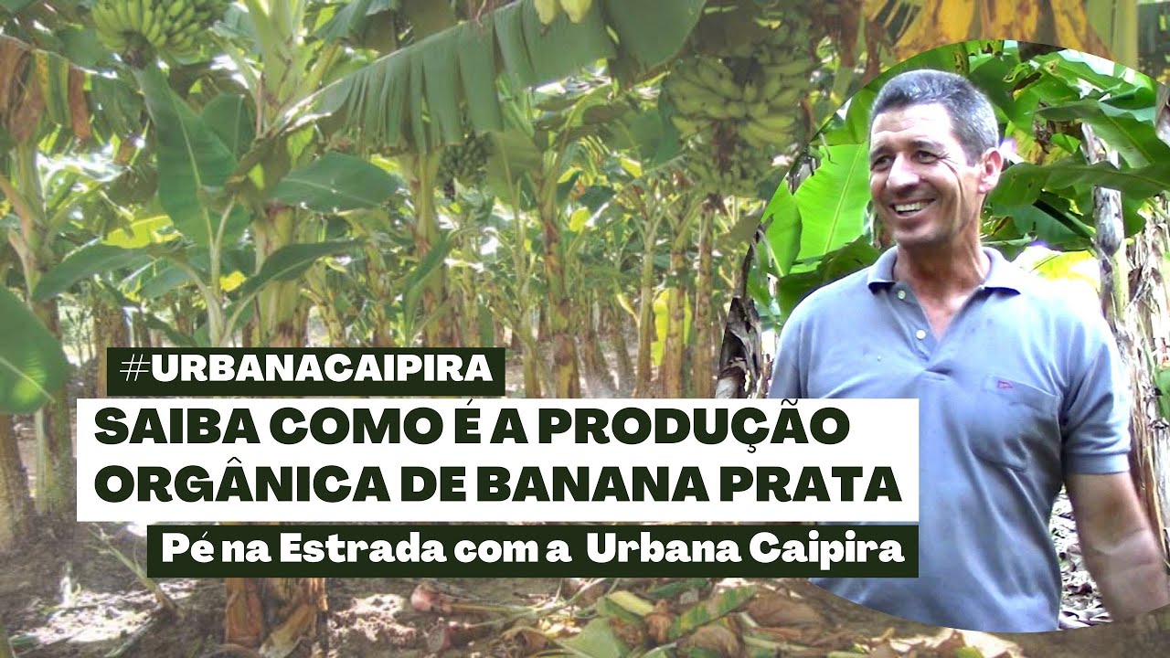 APRENDA MAIS SOBRE O CULTIVO DE BANANA PRATA ORGÂNICA