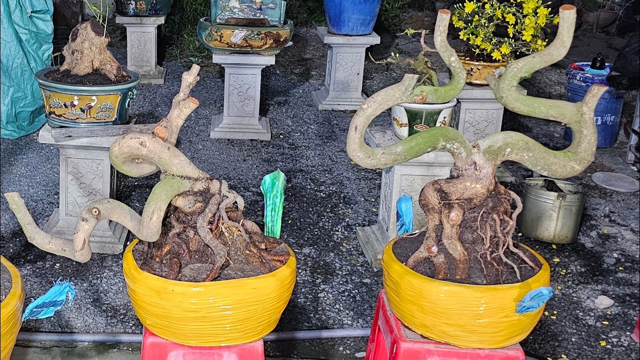 TÙNG MAI VÀNG 033 932 8187 ĐANG phát Trực Tiếp kính mời 3 _3