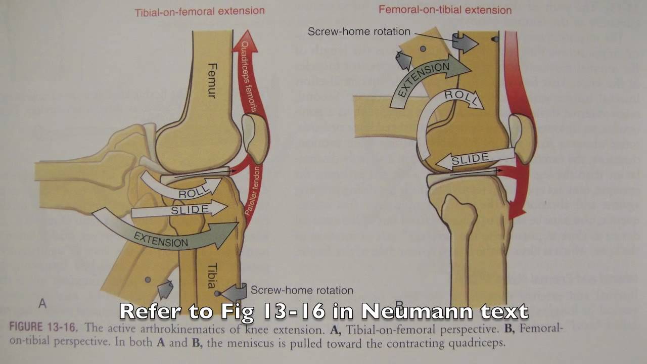 OT 440 Kinesiology: Lower extremity knee locking mechanism