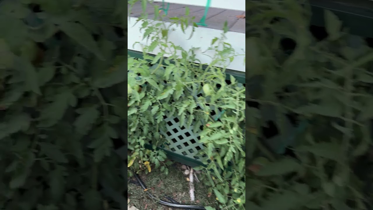 You don&rsquo;t need a huge #garden to grow #tomatoes! Here&rsquo;s how I grow #vegetables in a small space