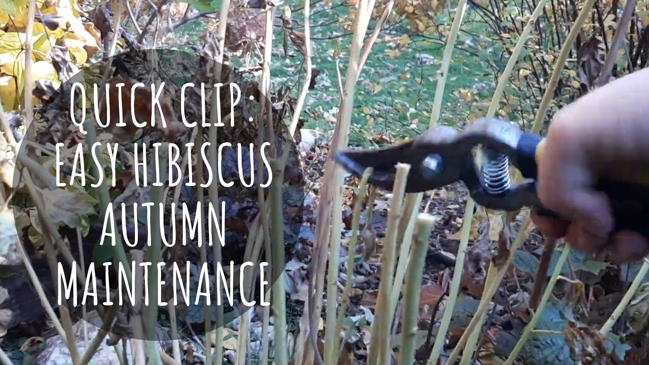 Quick Clip: Autumn Hardy Hibiscus Prep for Winter 🌺 How to Video &bull; Growing Home Gardening