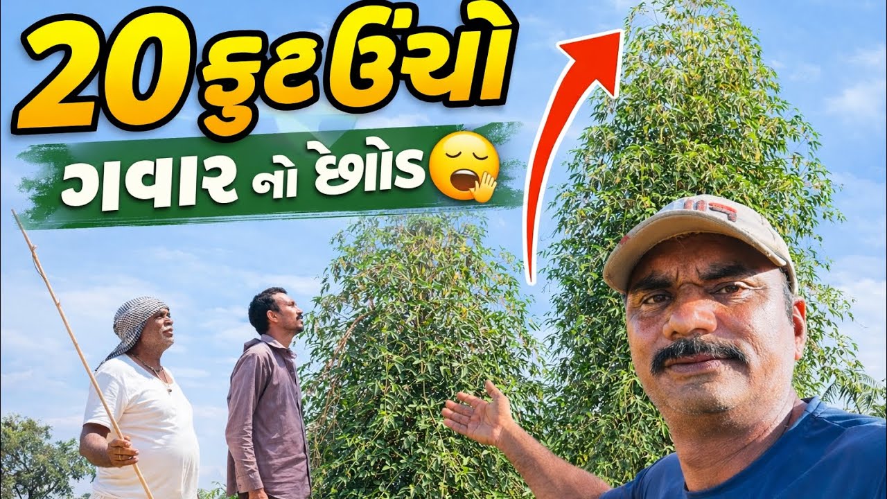 20 ફુટ ઉંચો ગવાર નો છોડ 🌵 // Durga r m vlogs 