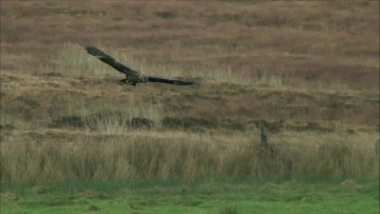 Scotland's Big 5 - Golden Eagle