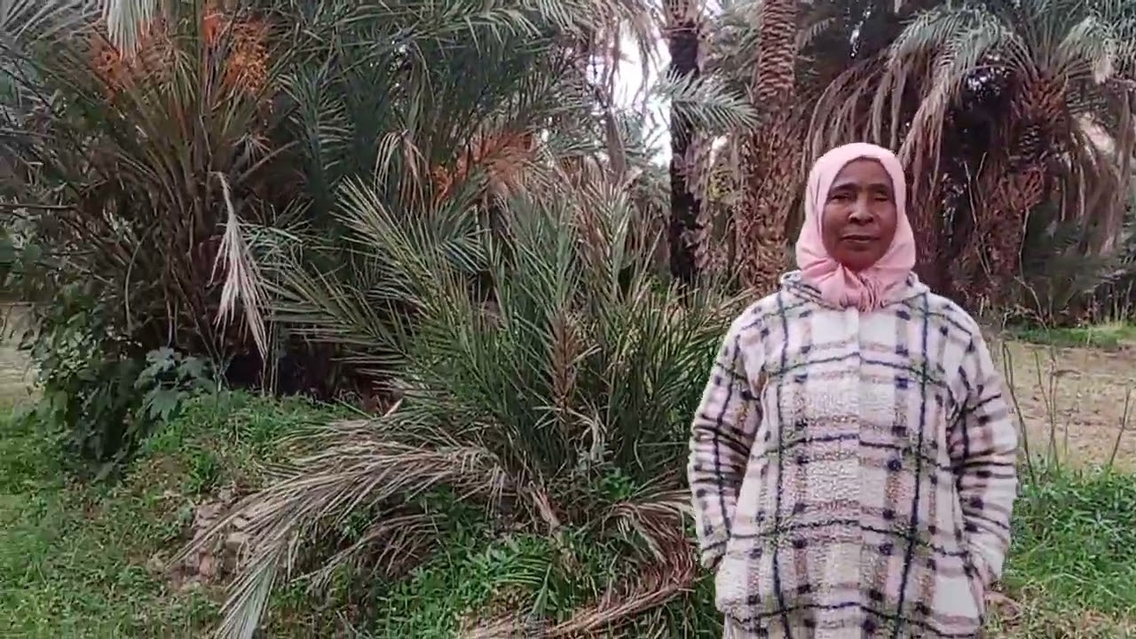 وقت الزيتون هادا جيت ديت شويا دالزيتون
