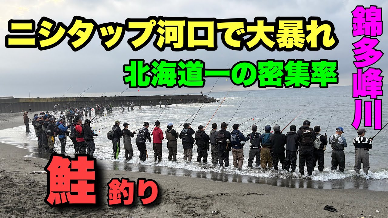 【鮭釣り】ニシタップ河口で大暴れ！サケがワチャワチャ泳いで釣れてで大満足！錦多峰川にサケが復活！