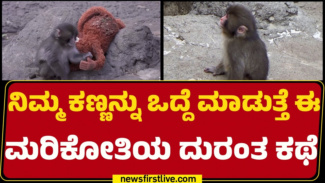 Punch Monkey  : ನಿಮ್ಮ ಕಣ್ಣನ್ನು ಒದ್ದೆ ಮಾಡುತ್ತೆ ಈ ಮರಿಕೋತಿಯ ದುರಂತ ಕಥೆ | Story Of Japan's | @newsfirst