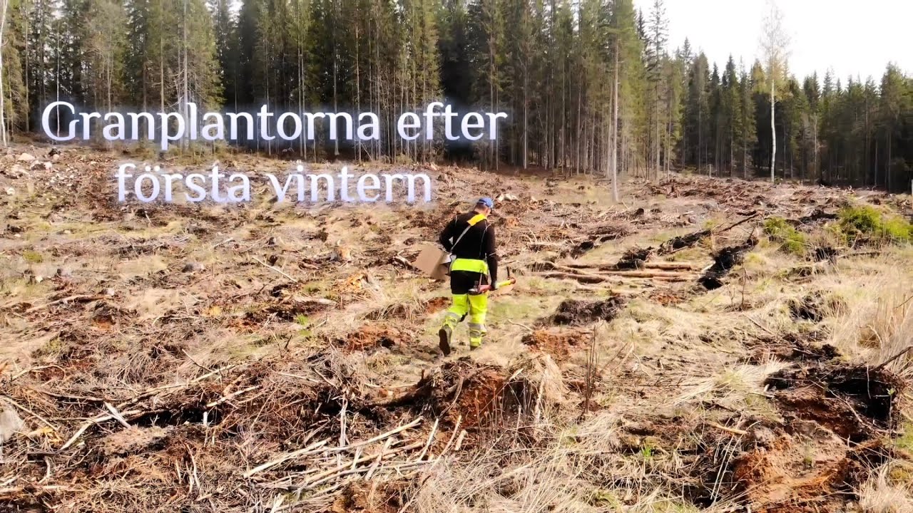 Granplantor ett år efter plantering  #skogsbruk #skogsarbete #skog