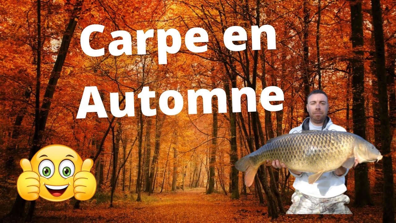 Carpes en automne