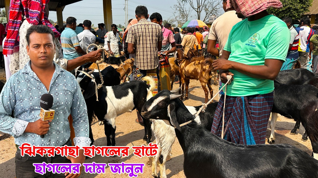আজকে ঝিকরগাছা ছাগলের হাটে ছাগলের দাম জানুন
