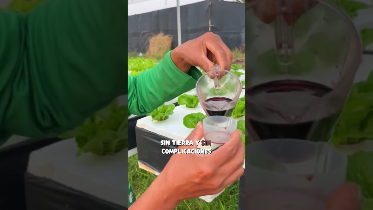 #plantas
