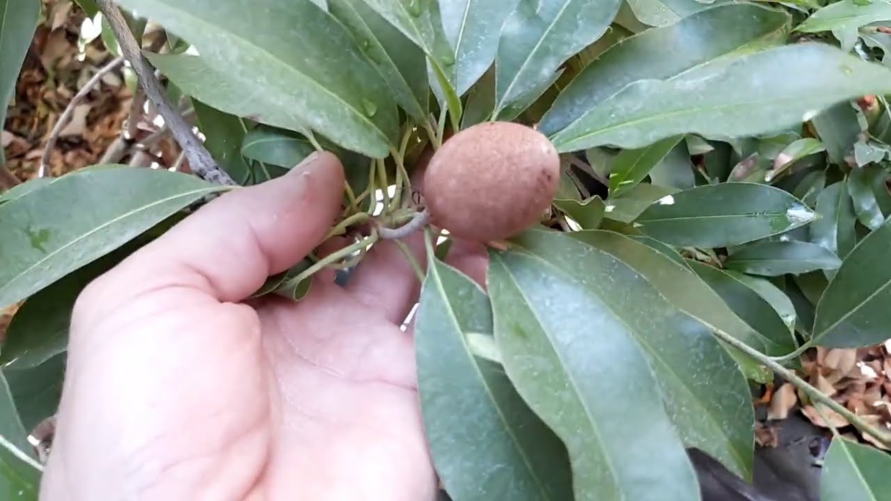 How to overwinter and cold protect EVERY variety of fruit tree! Part 2