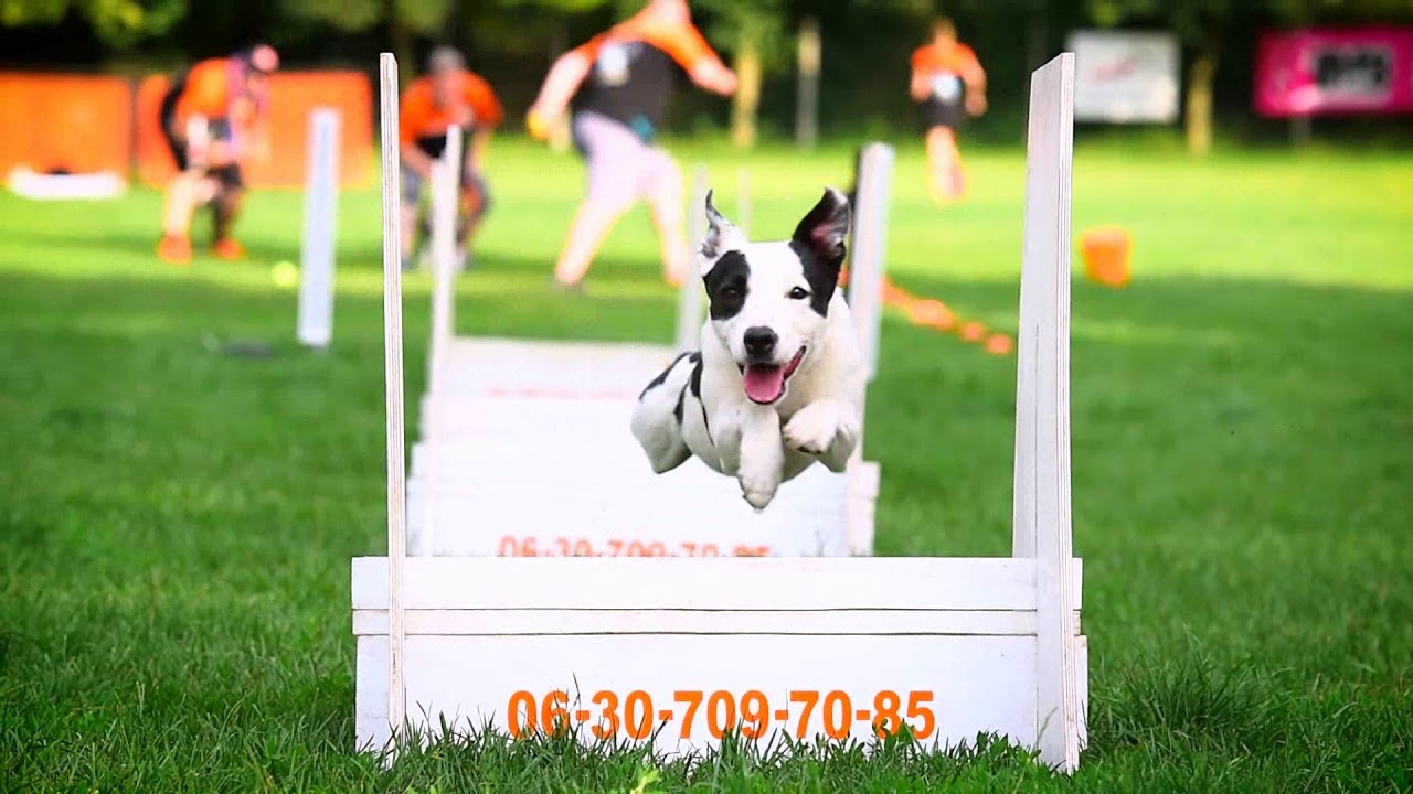 BEAST Flyball
