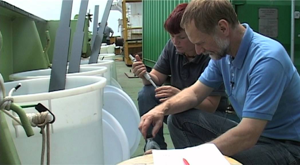 Cyanobakterien -- Stickstofffixierer im Ozean