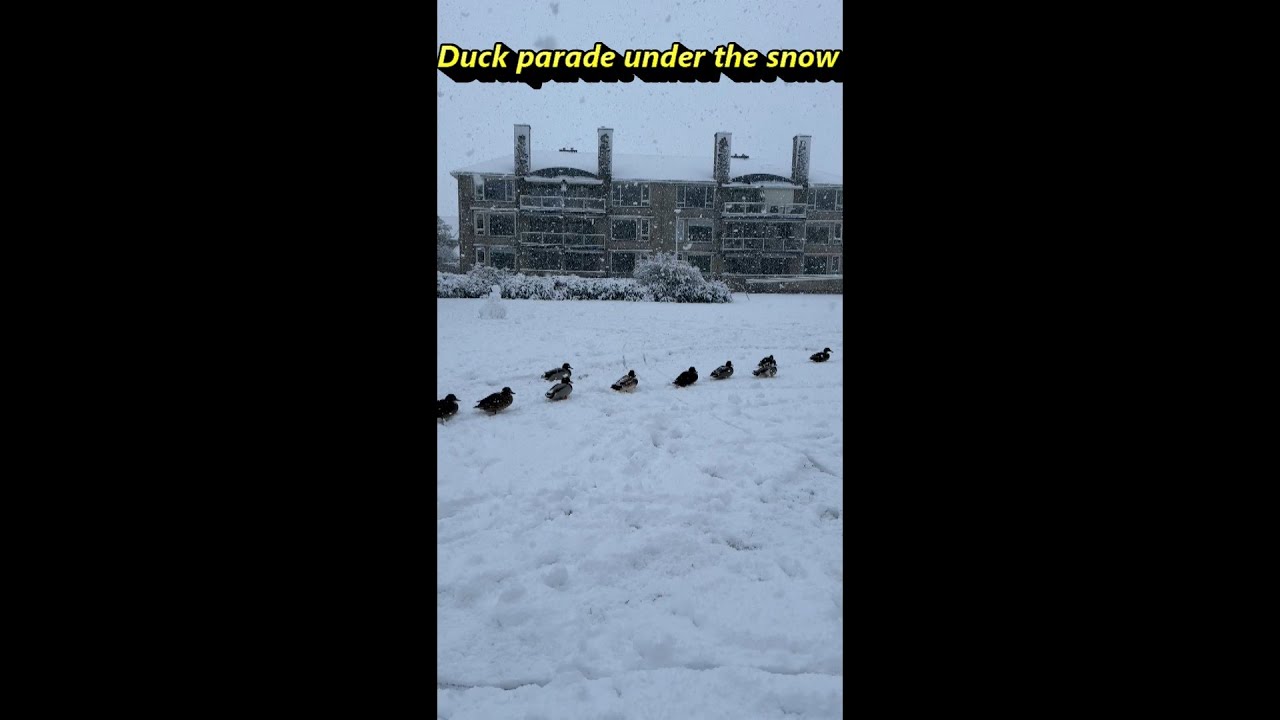 Duck Parade Under The Snow #Shorts