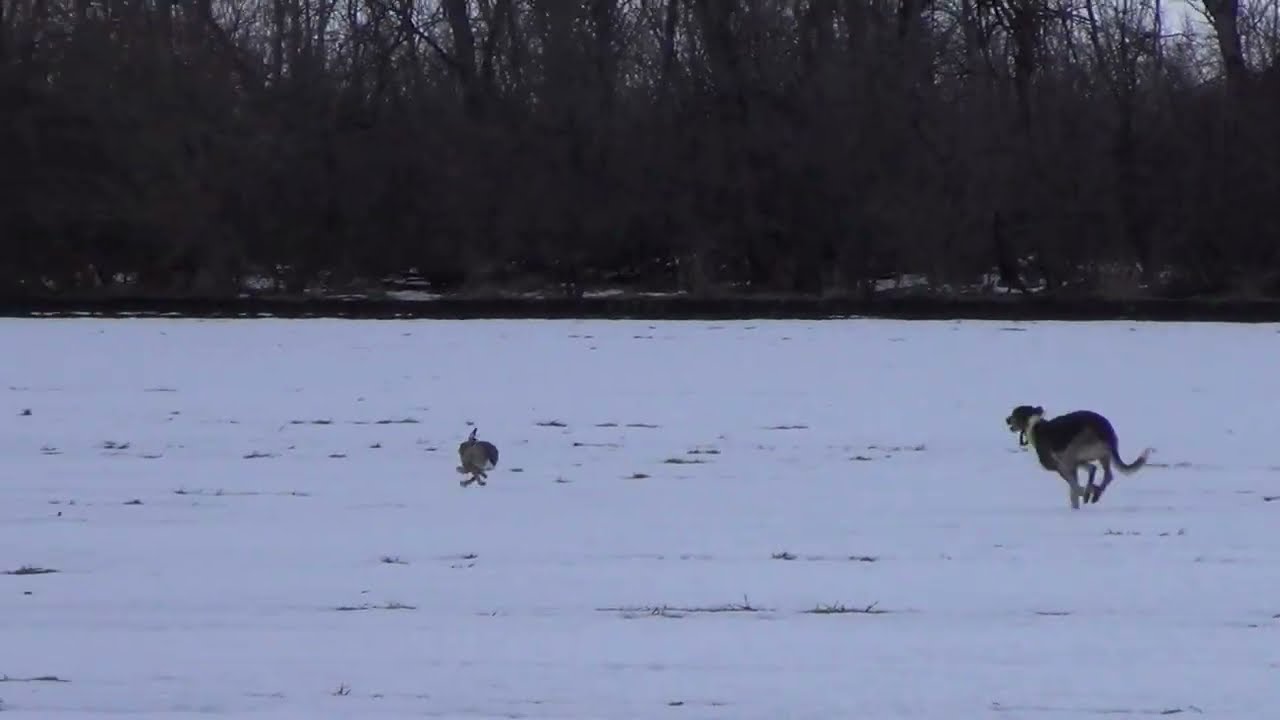 Охота на зайца с собаками сезон 2025-2026г (34 часть)