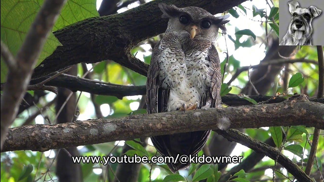 Male BARRED EAGLE-OWL, Malaysia