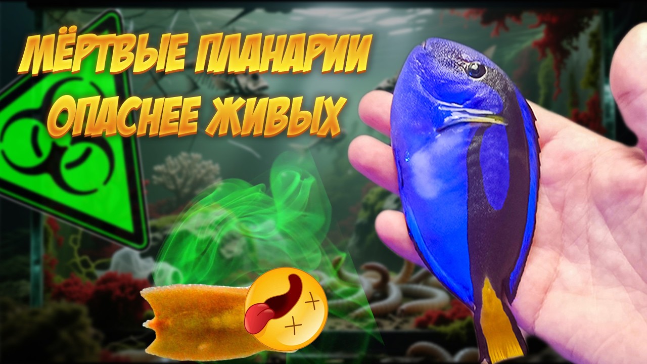 Планарии в рифе  как я применил Декарис и к чему это привело