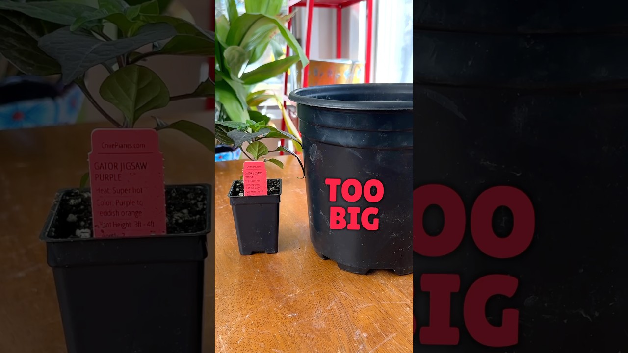 3 transplanting MISTAKES to avoid 🌱