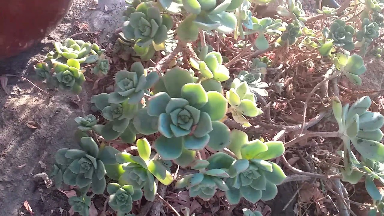 Aeonium  haworthii poda y cuidados
