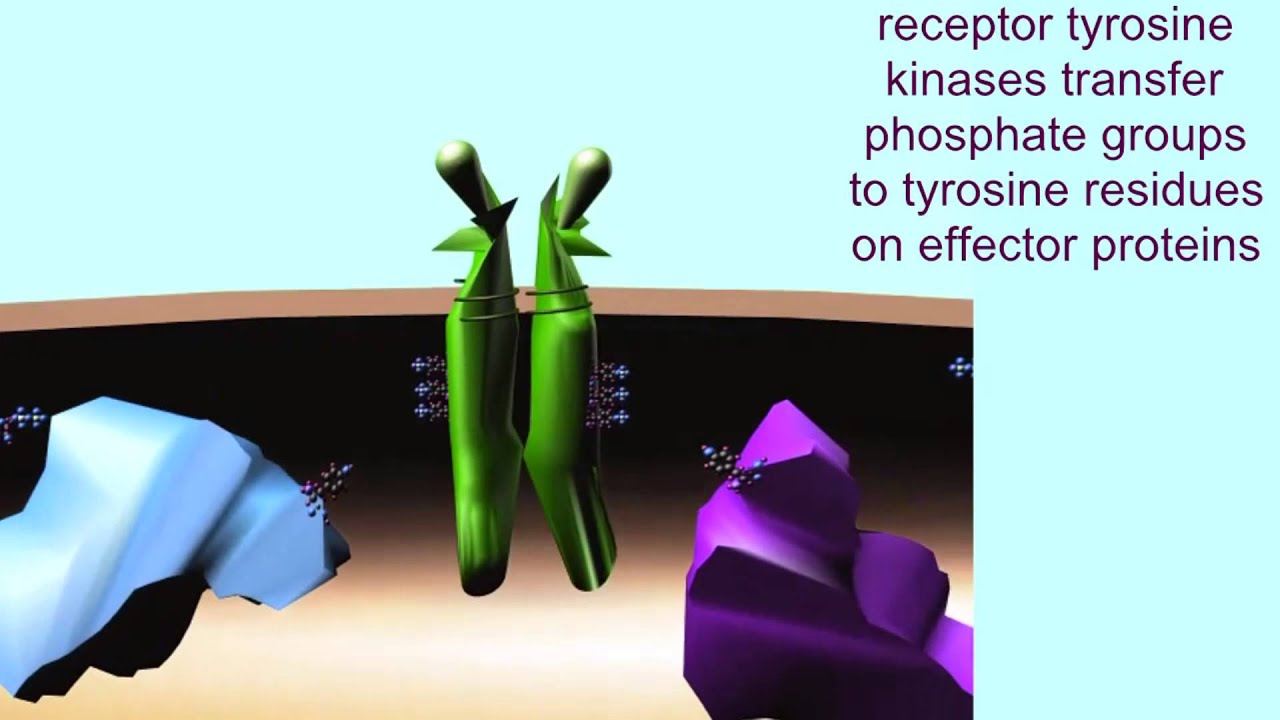 KINASES & PHOSPHATASES: CELL CYCLE & CANCER