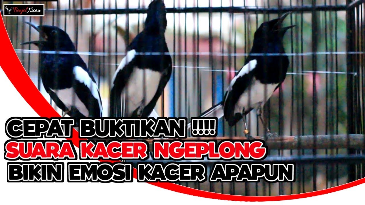 BUKTIKAN !!! KUMPULAN SUARA KACER NGEPLONG INI BIKIN CEPAT EMOSI KACER APAPUN - BONJOL KICAU