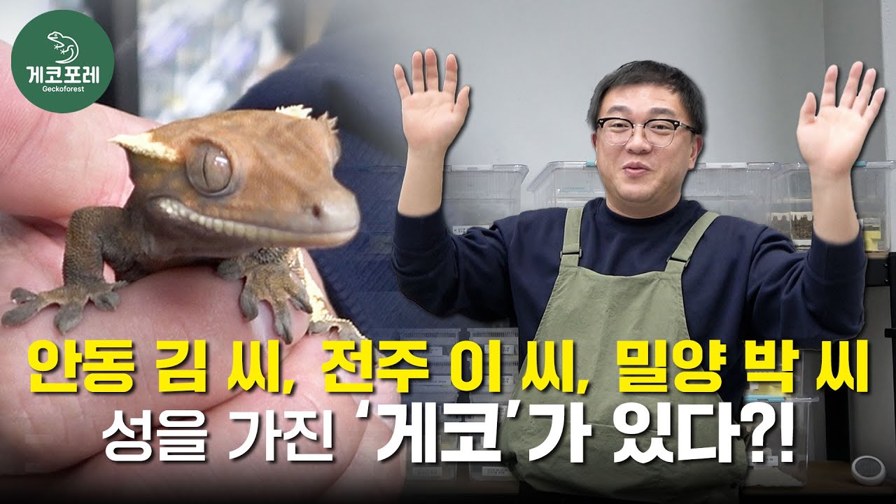 김씨, 이씨, 박씨 성을 가진 게코가 있다?!