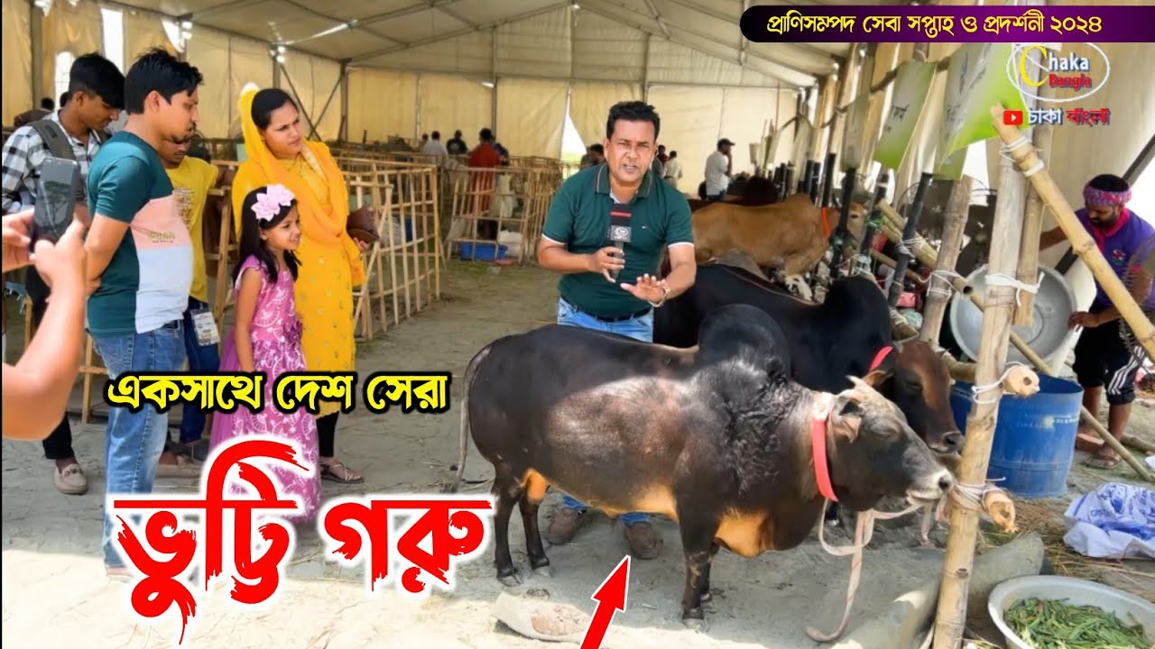 দেখতে ছোট তবে সুঠাম দেহের অধিকারী, ভুট্টি  গরু দেখুন! গরু মেলা 2024