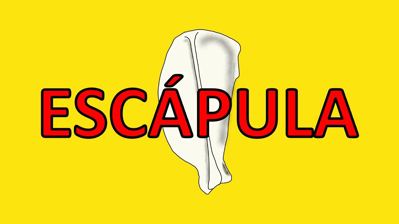 Anatom&iacute;a de la ESC&Aacute;PULA del perro 🦴🐶