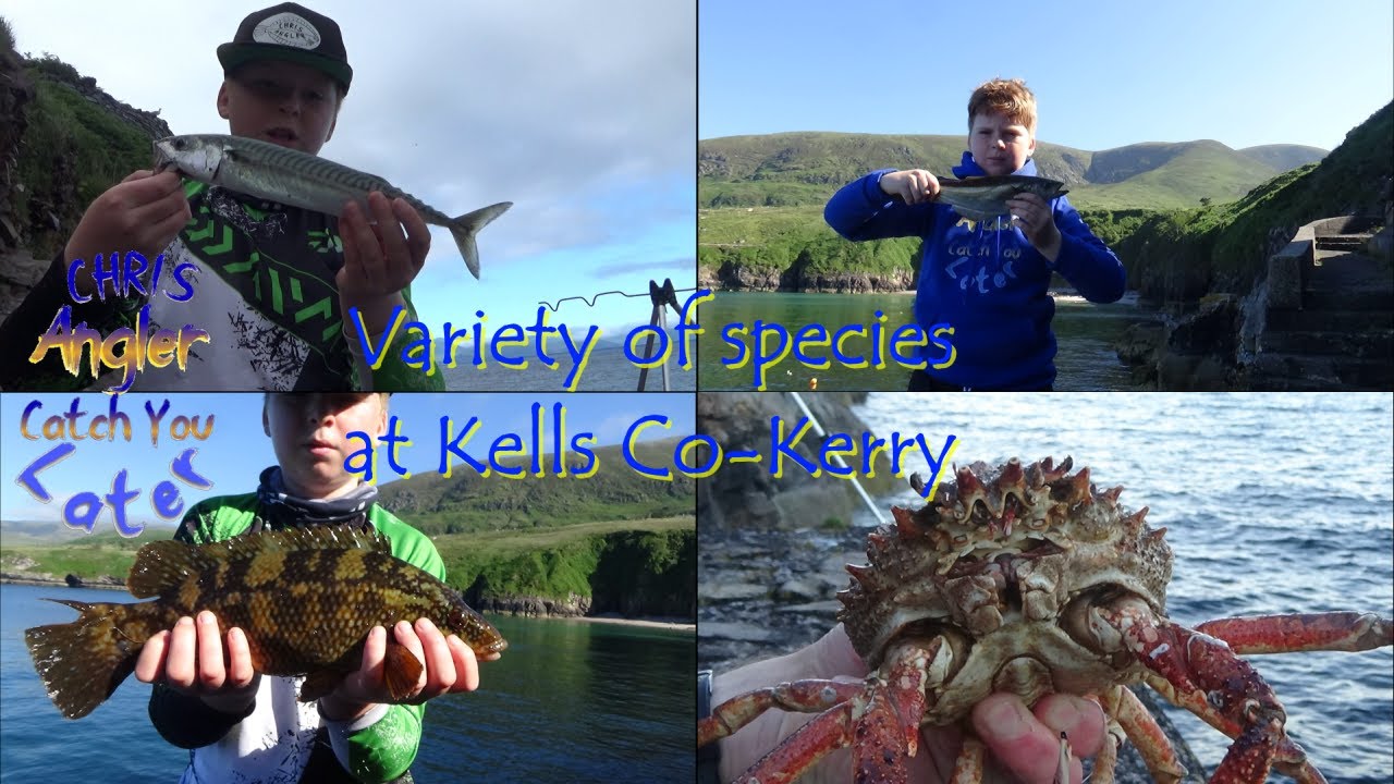 Unreal variety of fish species at Kells, Co-Kerry