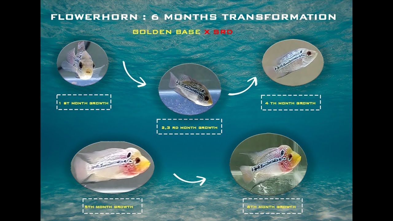 Golden Base X SRD  FLOWERHORN transformatin 6 months I Home Groomed I Must Watch