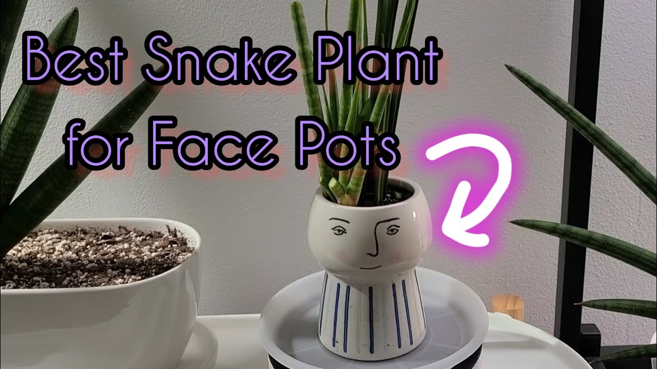 Best Snake Plant for Face Pots