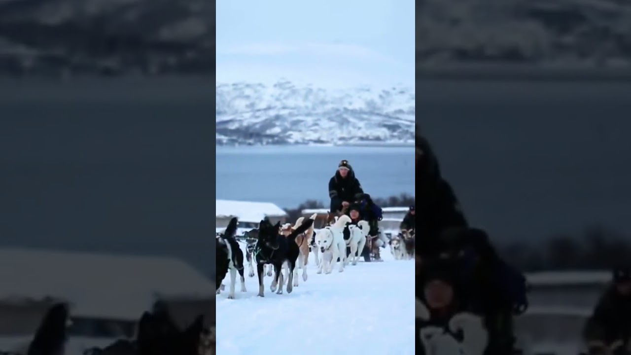 🐕 Dog Sledding Adventure in Tromsø