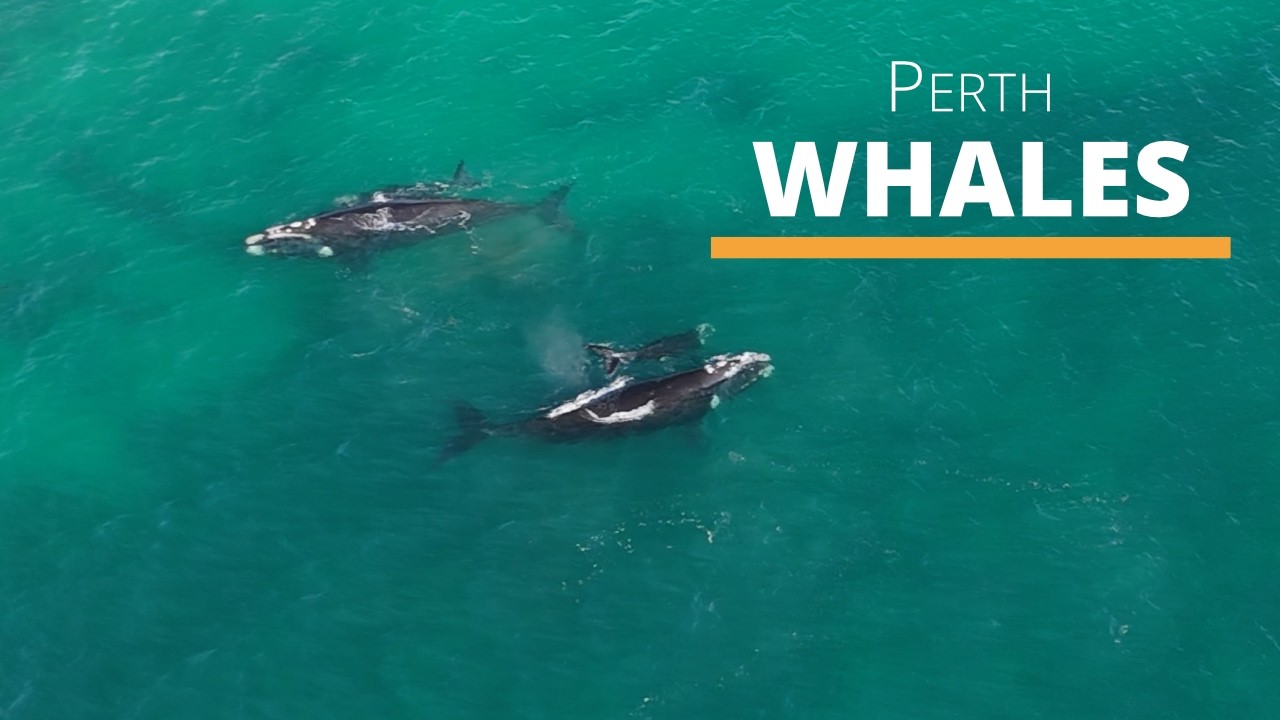 Peaceful Southern Right Whales swimming at the beach - Perth, Western Australia