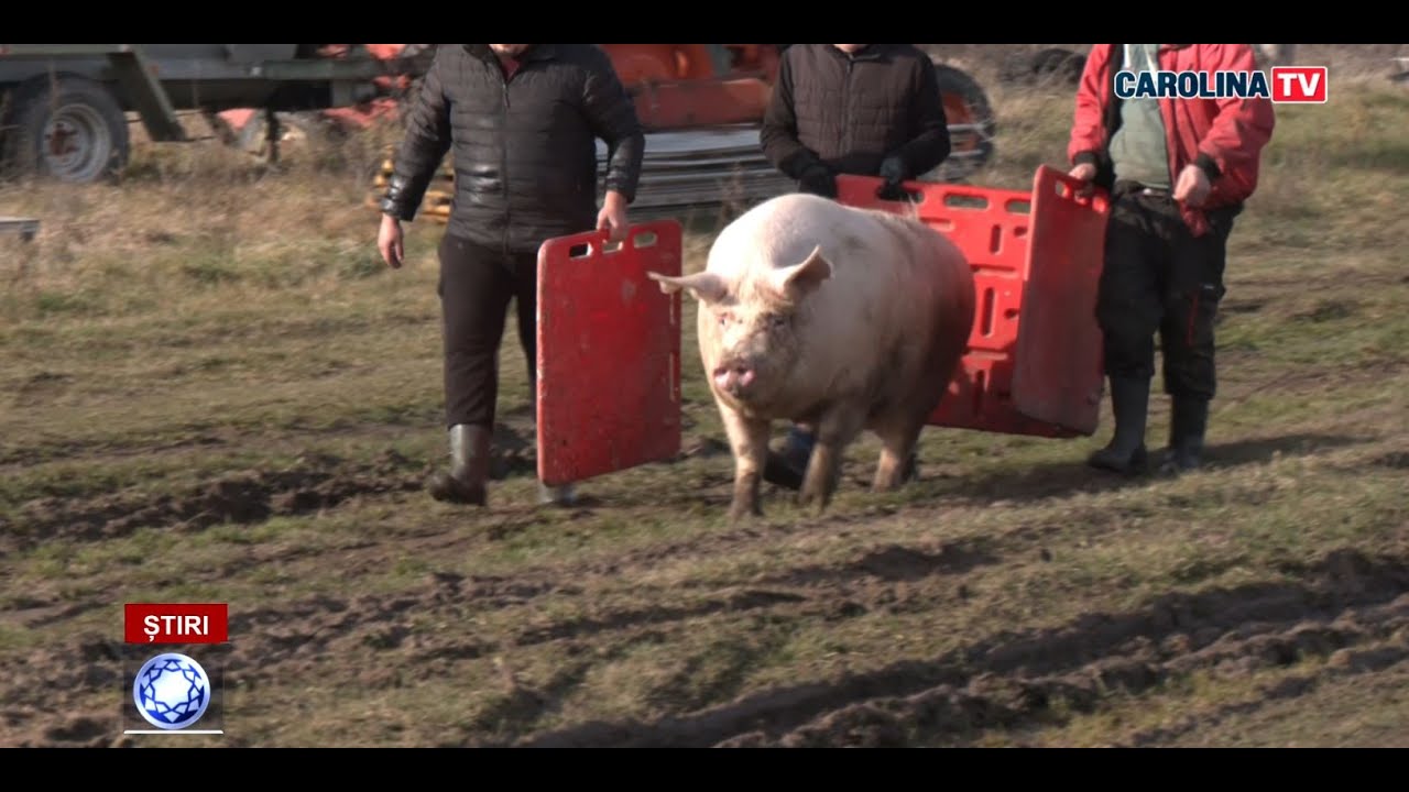 Porc de 510 kg