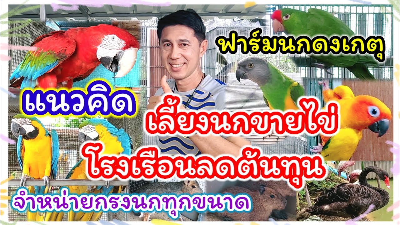 บุกฟาร์ม เลี้ยงนกขายไข่ การทำโรงเรือนที่ประหยัดต้นทุน เลี้ยงสัตว์หายาก จำหน่ายกรงนก จากฟาร์มนกดงเกตุ