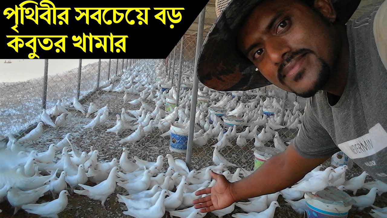 সৌদি আরবে বাংলাদেশি যুবকের কবুতর পালন।World Largest Pigeon Farming saudi arabia