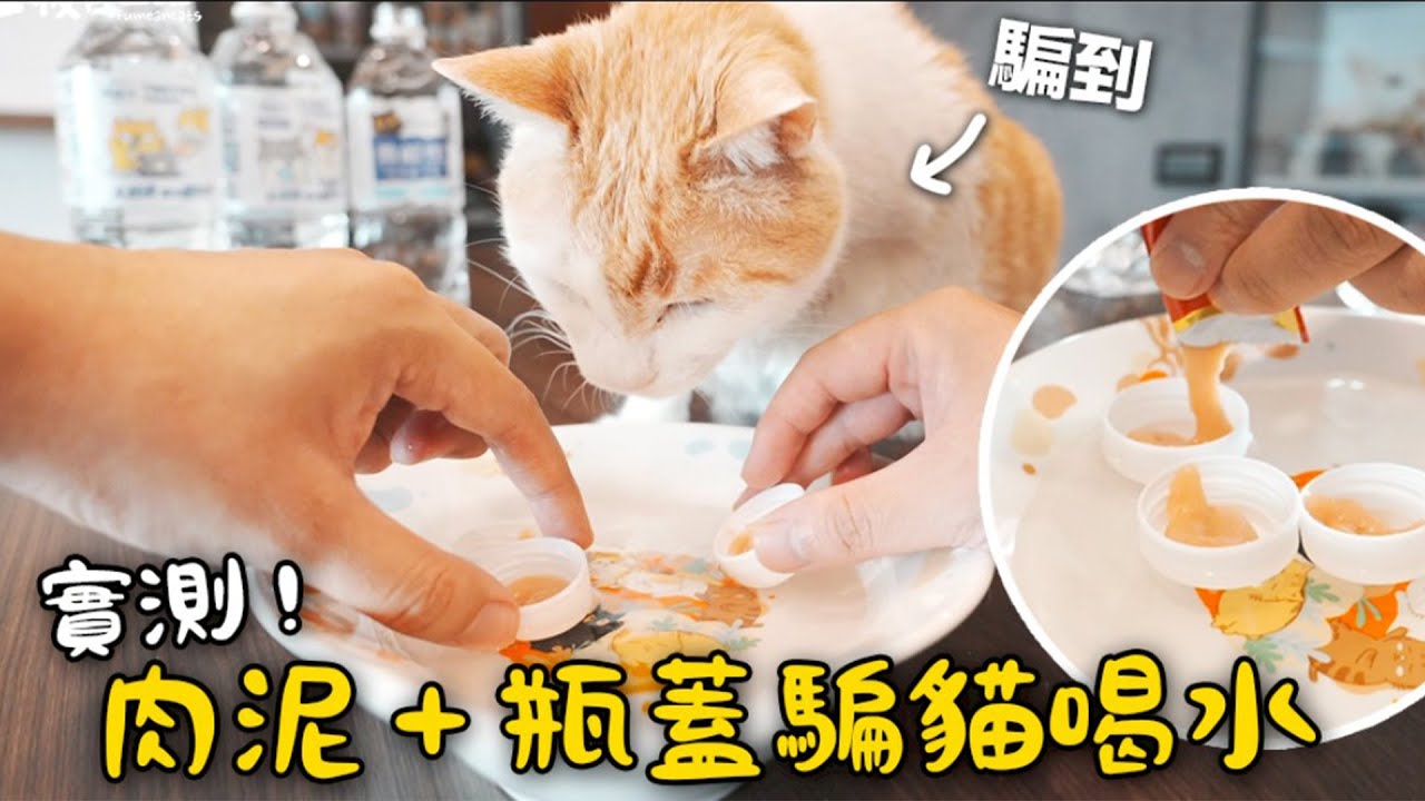 【黃阿瑪的後宮生活】實測用肉泥＋瓶蓋騙貓喝水！