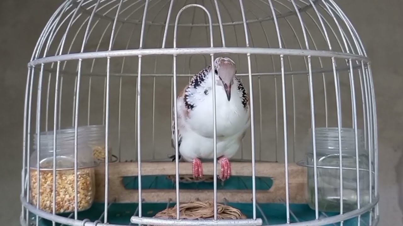 Cu Gáy Thái Vân Hoa 12 Tháng Tuổi.