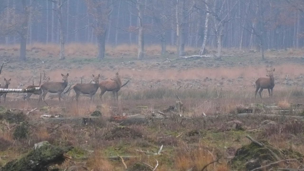 Grote roedel herten rent vanuit het bos de hei op (Veluwe).